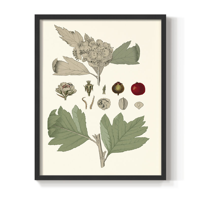 «Leaves & Berries IV», reproduction encadrée - bois massif, Noir, H 30 po x l 24 po