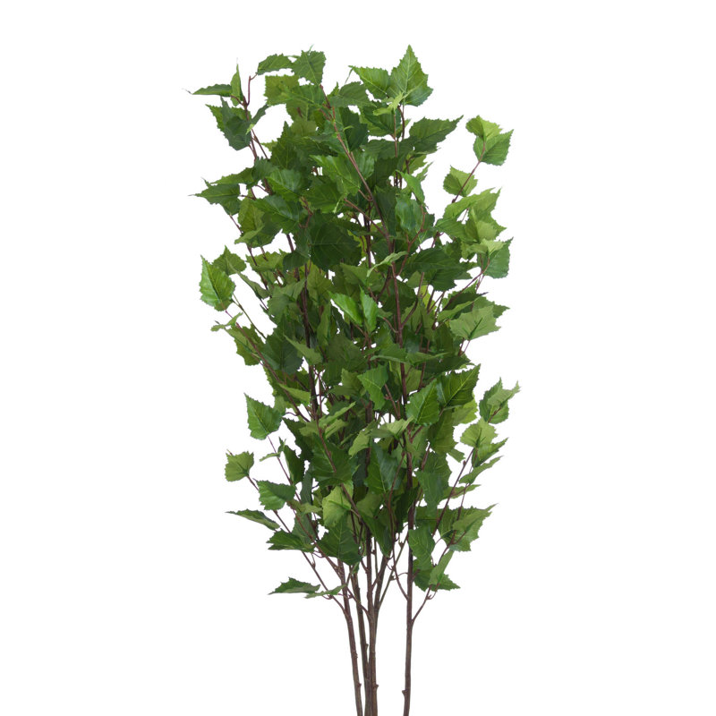 Anastasija Arrangement