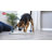 Dog Activity Skills Loop