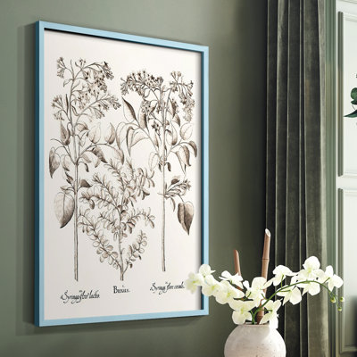 Sepia Besler Botanicals I Framed Print - Solid Wood