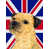 Border terrier (beige)