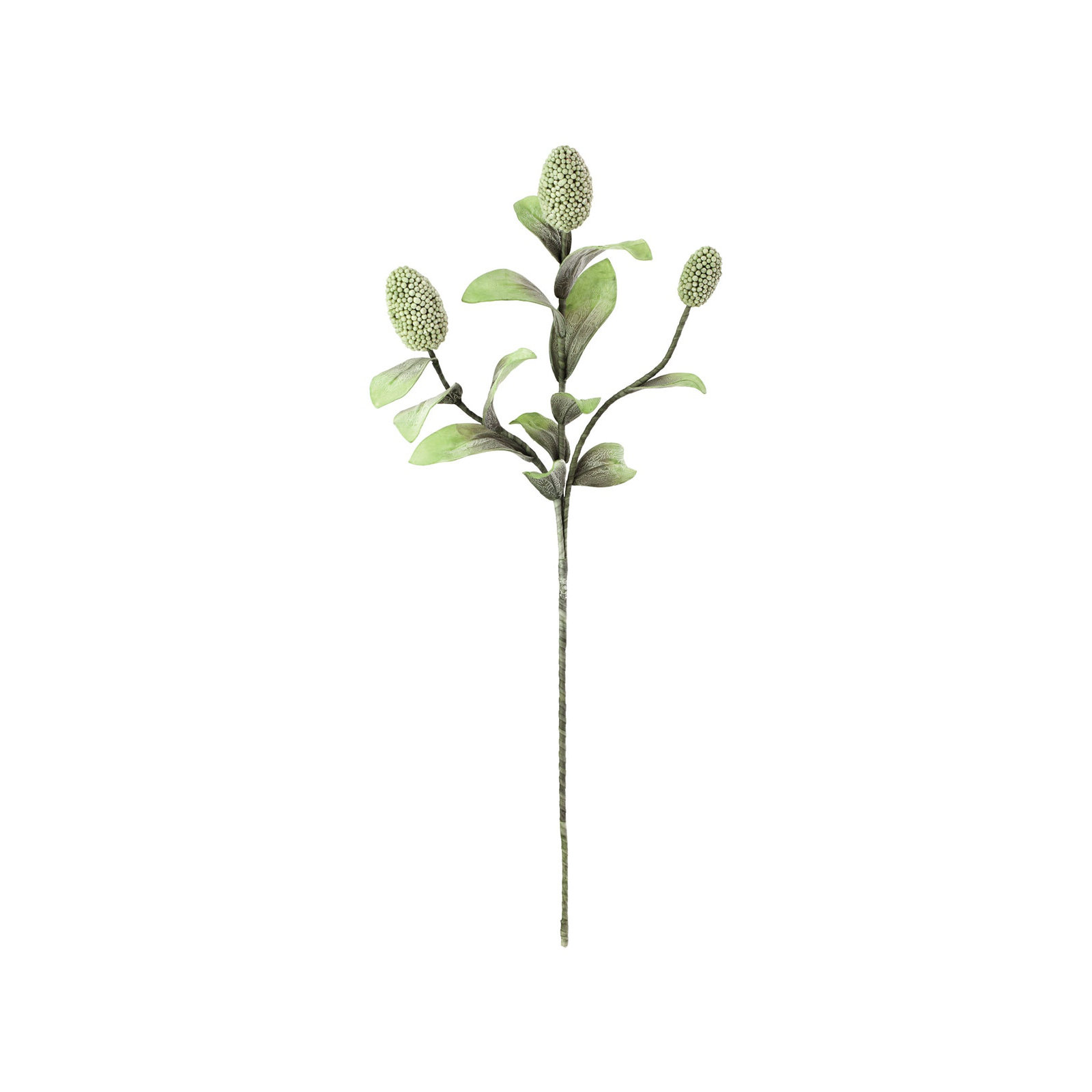 Salacia Botanica Stem