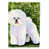 Bichon Frise 2