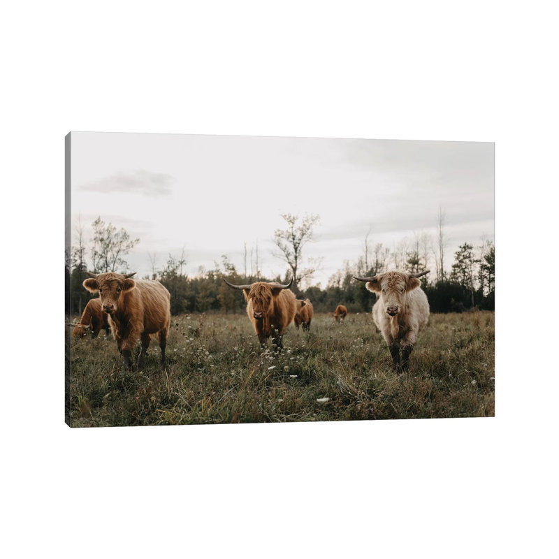 Highland Cows At Sunset by Chelsea Victoria - Wrapped Canvas Print, Wrapped Canvas, 20.32 cm H x 30.48 cm W