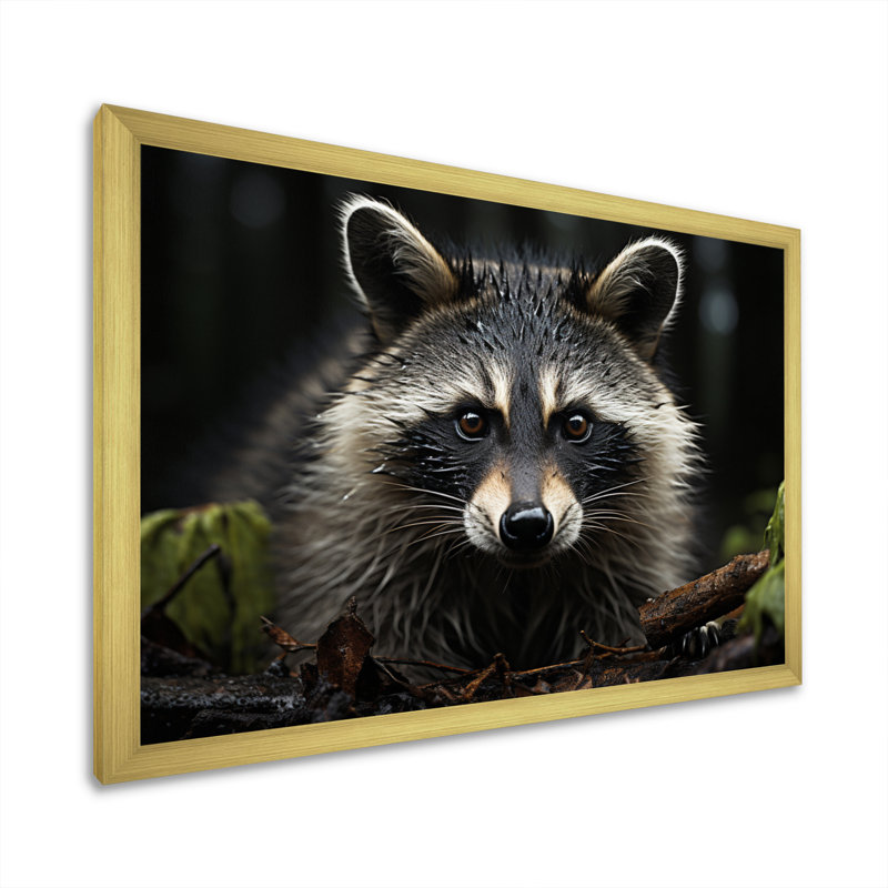 Curious Raccoon II sur impression sur toile, H 34 po x l 44 po x P 1,5 po, Encadrement doré