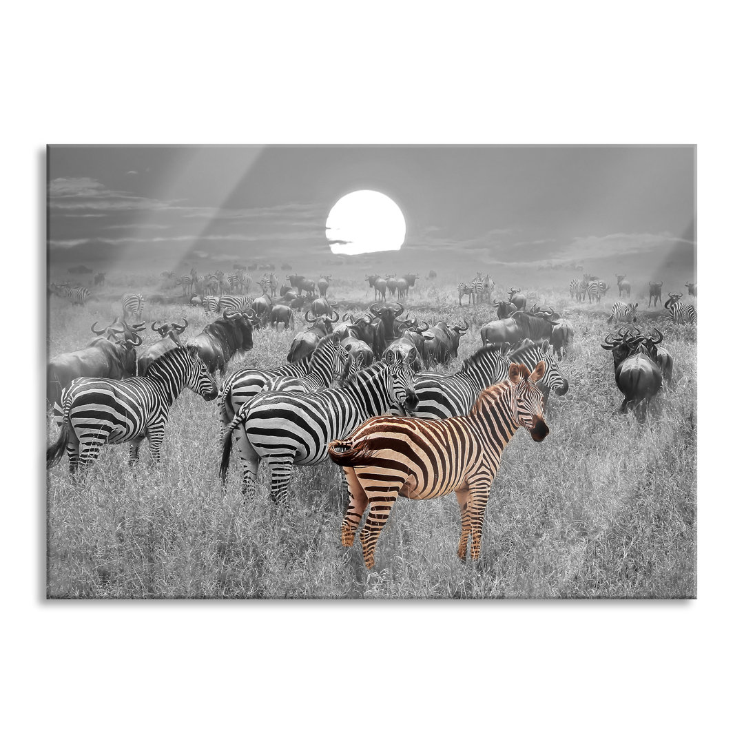 Glasbild Zebraherde Savanne bei Sonnenuntergang