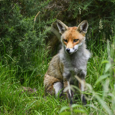 «Como Red Fox» par Matt_Gibson - reproduction sur toile tendue