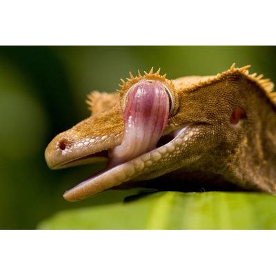 " New Caledonian Gecko " by Bobonacus