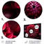 Dahlia rouge majestueux - impression sans cadre sur métal-59853516