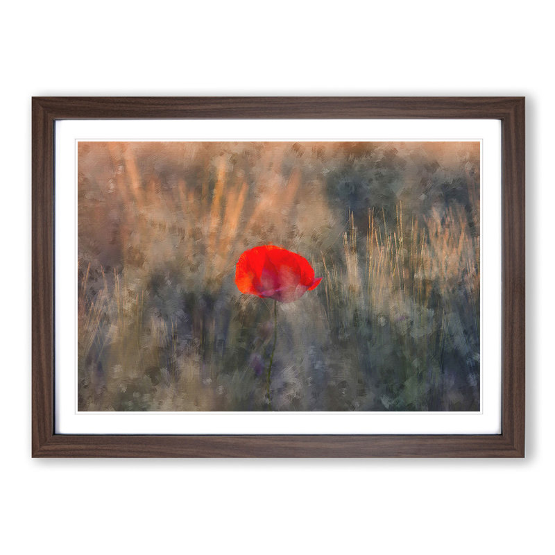 Red Poppy Flower - Framed Print, 45cm H x 63cm W x 2cm D, Walnut Framed