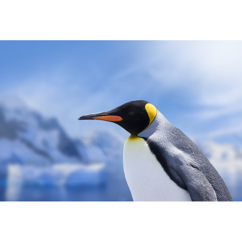 Penguin head, 61cm H x 91cm W