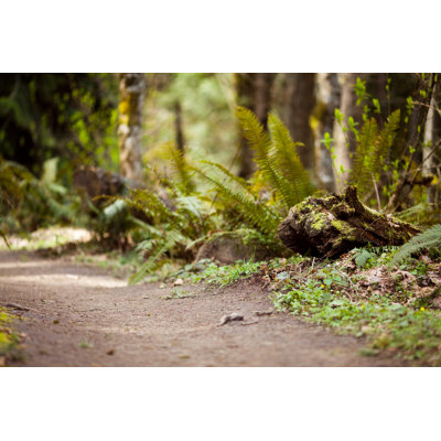 Forest Path by Timnewman