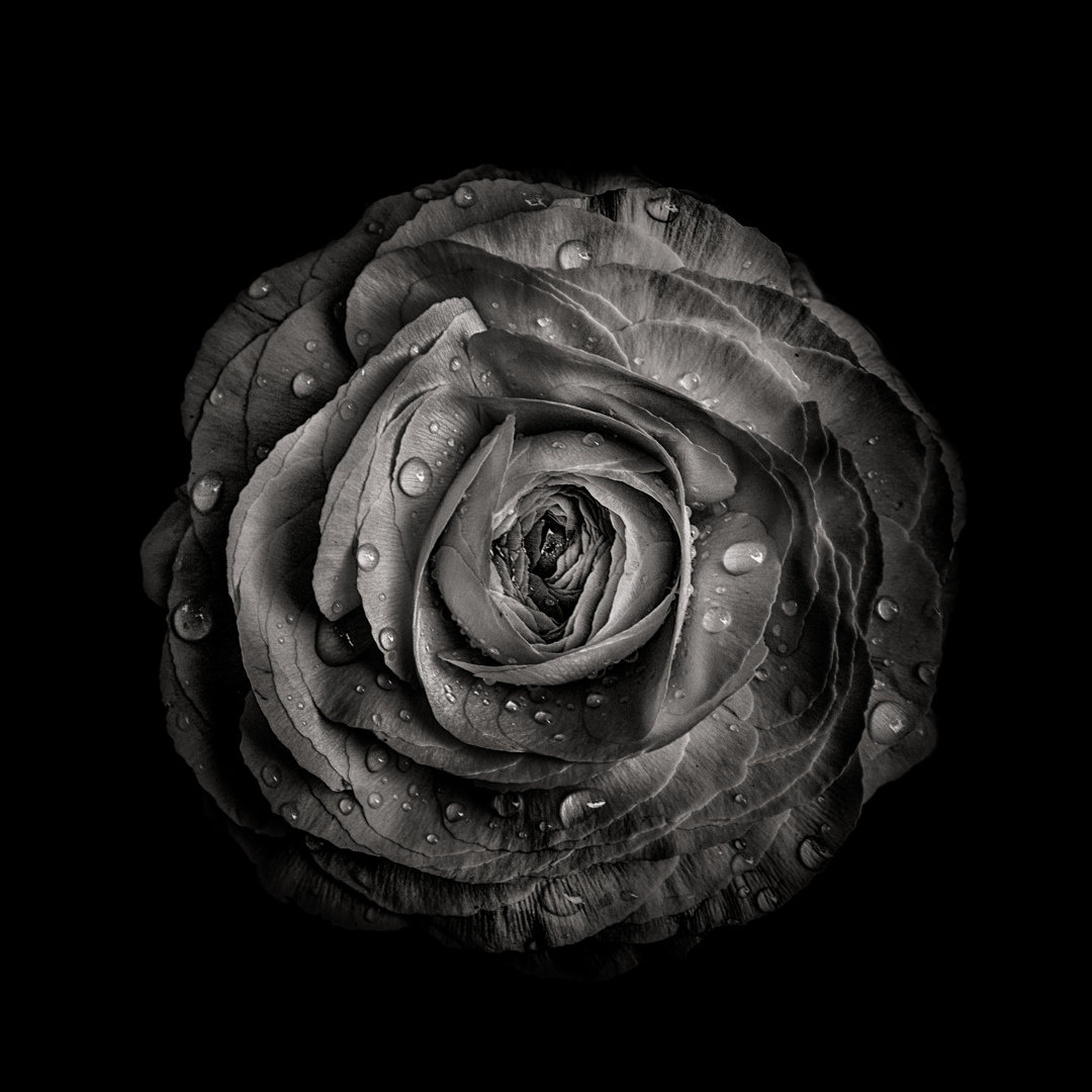 Leinwandbild Black and White Begonia IV von Brian Carson