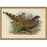 Pheasants From Gould's Birds Of Australia 4 Giclee Print by John Gould