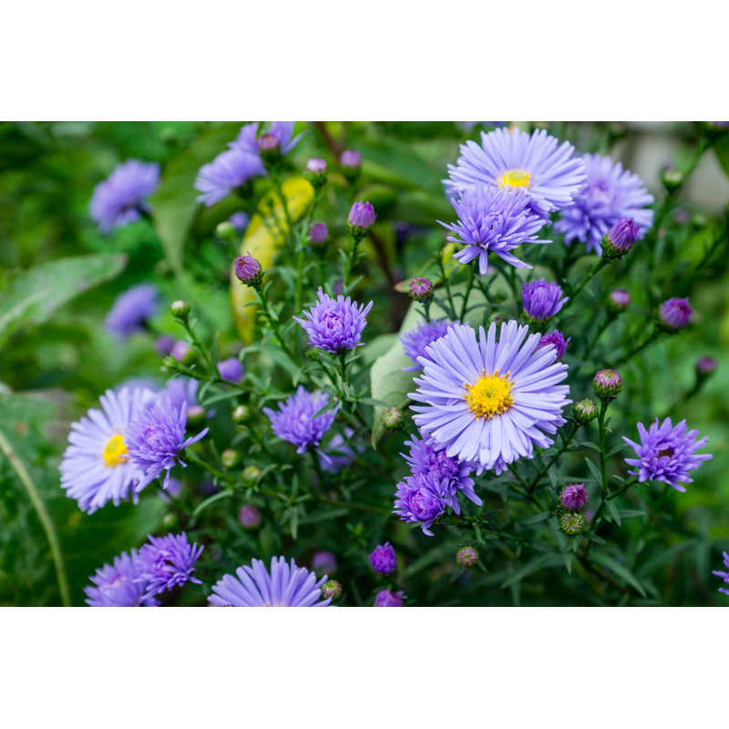 Aster Flowers by Mindstyle - Wrapped Canvas Print, 30cm H x 46cm W