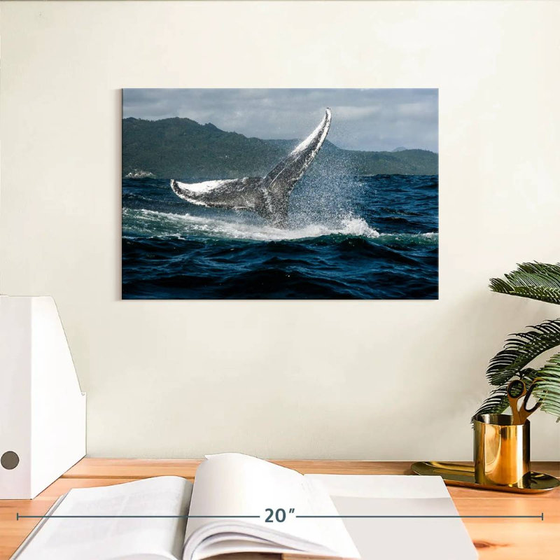 Baleine à bosse Brampt Samana, H 8 po x l 12 po