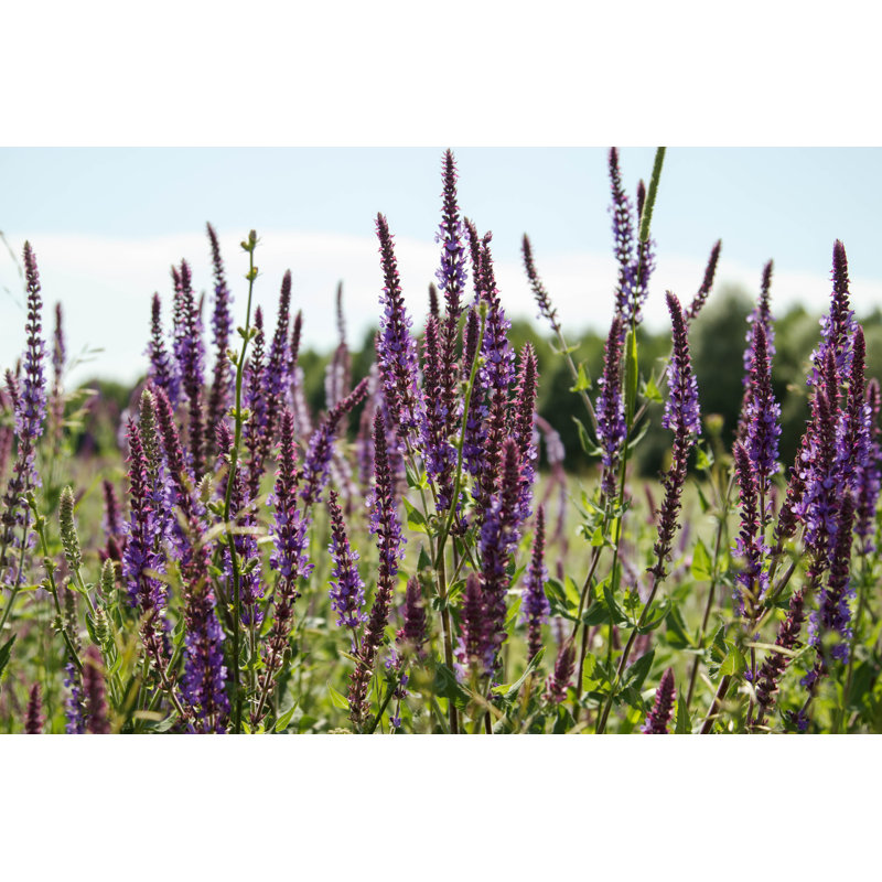 Flowering Sage In A Meadow - Wrapped Canvas Print, 51cm H x 76cm W x 3.8cm D