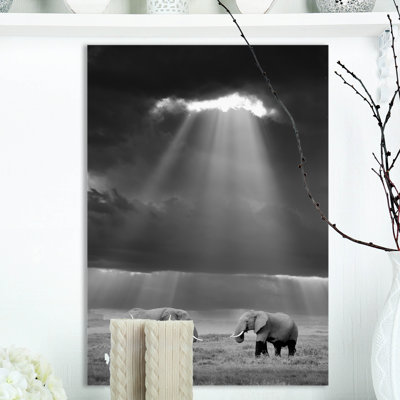 " Elephant In The Wild "