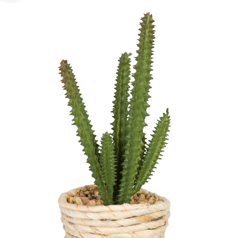3 plantes grasses en pot