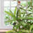 Artificial Olive Tree with Planter Natural Olive Branches
