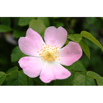 Shilvodan Pink Blossom Rose Hips In Nature - Wrapped Canvas Print