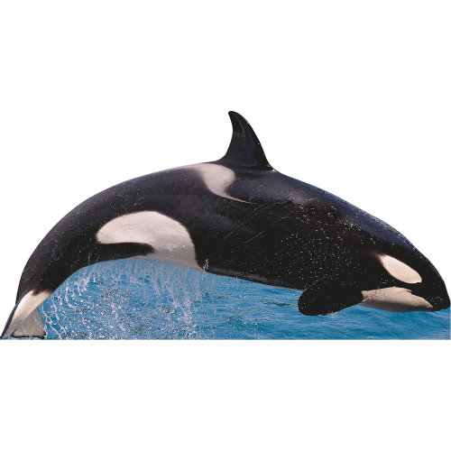 «SP13134 Killer Whale Free Jump»