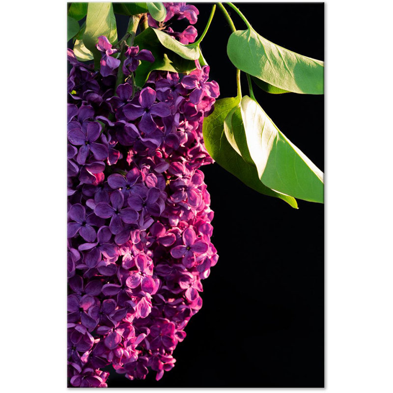 Colours Of Spring - Print on Canvas, 90cm H x 60cm W