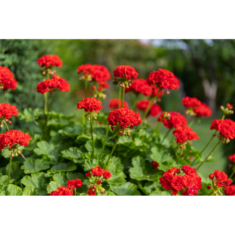 Red Geranium by Irina Gelwich - Wrapped Canvas Print, 51cm H x 76cm W