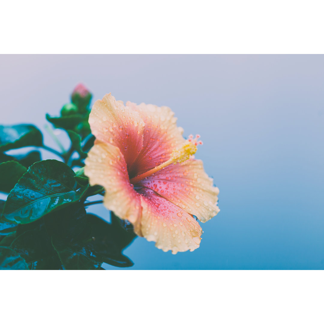 Hibiskusblume Hintergrund von Wonry - Leinwanddrucke auf Wrapped Canvas