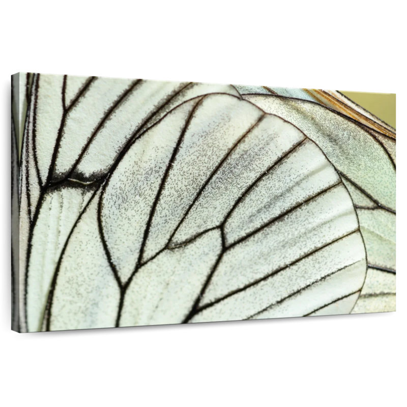 Brampt Simple Butterfly Wings, 32" H x 48" W