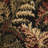 Gossard Floral Indoor Rug-2081928880