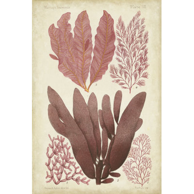 Seaweed Specimen In Coral IV - Wrapped Canvas Print