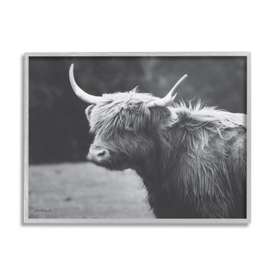 Bouvier de campagne Highland, animal de ferme - photographie