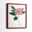 Imprimé encadré PressedCamelliaI-Premium - prêt à être accroché - aucun clou requis - aucun clou requis-513466883-513466886