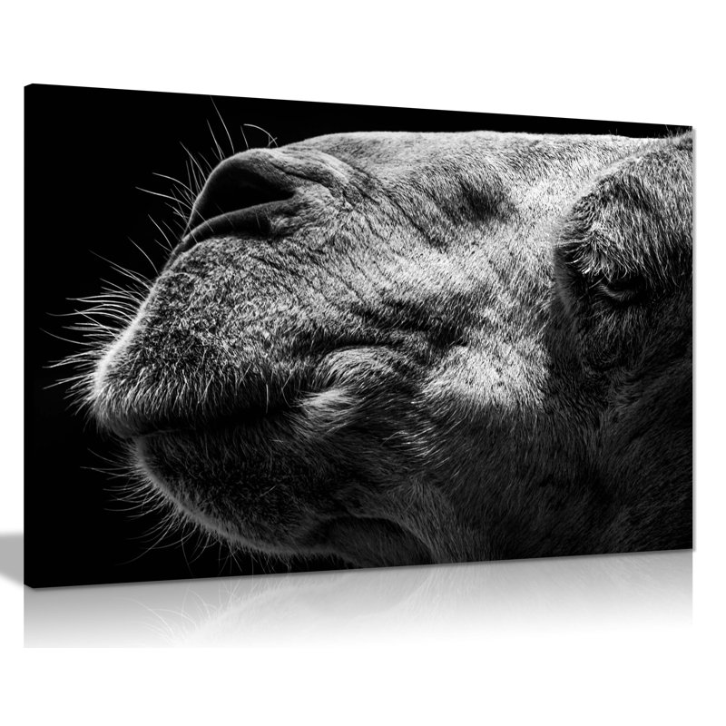Camel Face Close Up - Wrapped Canvas Print, 61cm H x 91cm W x 1.8cm D
