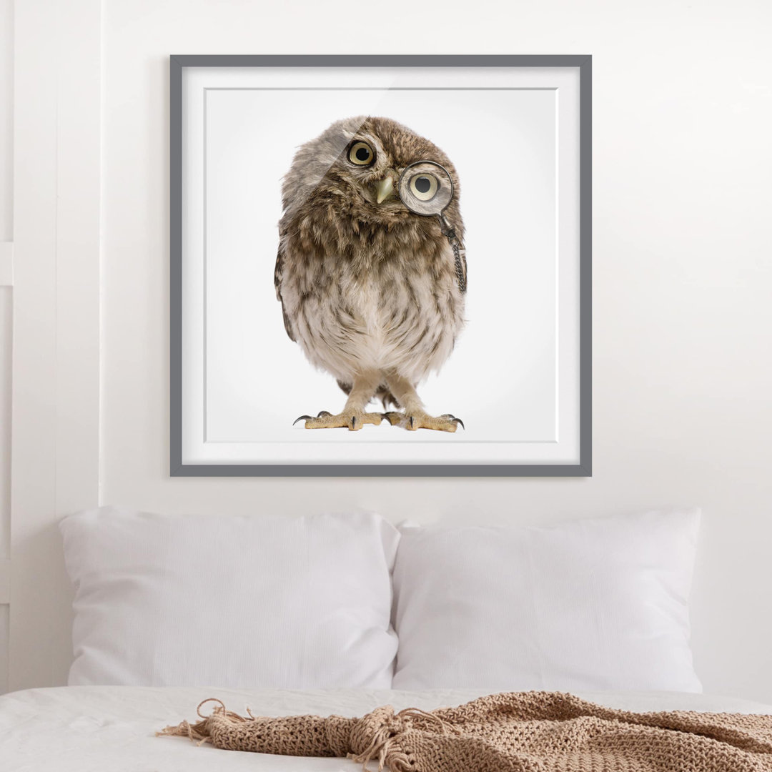 Gerahmtes Poster Curious Owl