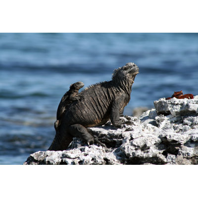 Marine Iguana With A Baby by Norbiy - Wrapped Canvas Print
