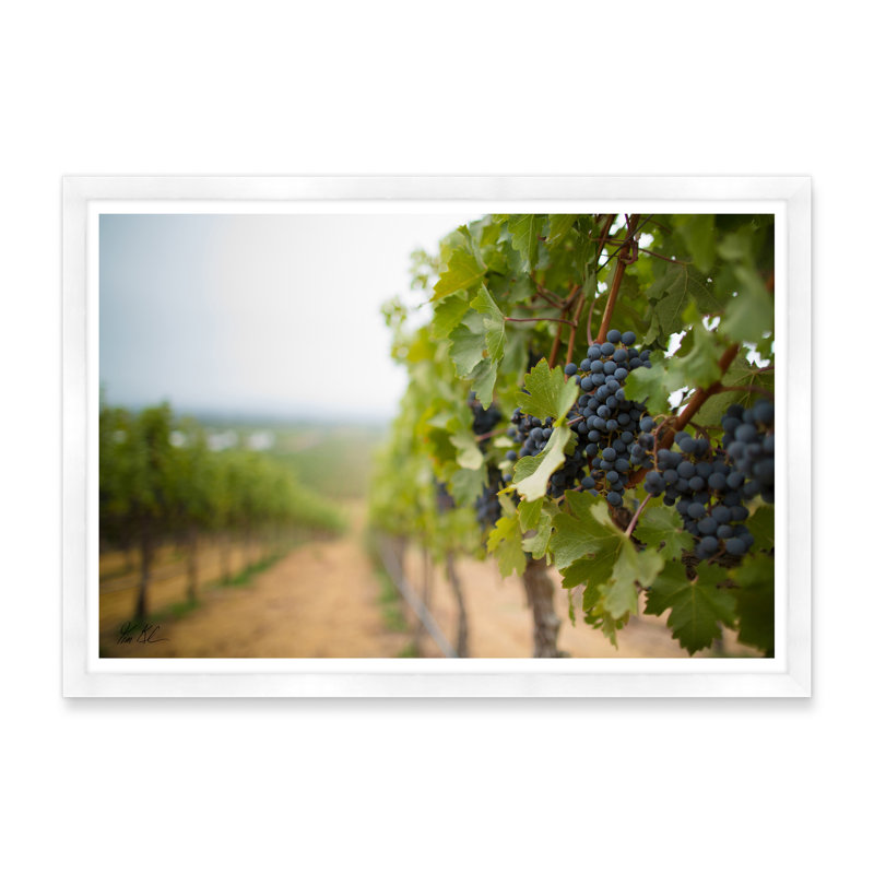 Raisins dans le vignoble, Cadre blanc, H 29 po x l 42 po x P 1,5 po