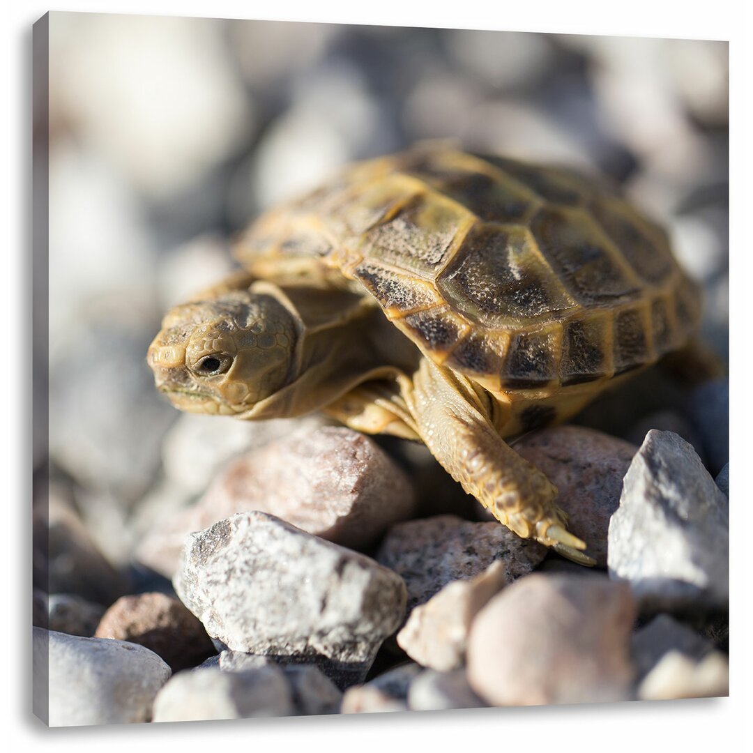 Leinwandbild Kleine Schildkröte