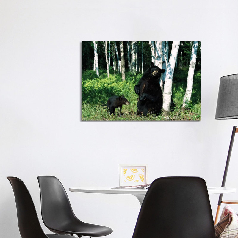 Black Bear Sow Scratching On Birch Tree With Cub Watching, North America by Konrad Wothe - Wrapped Canvas Print