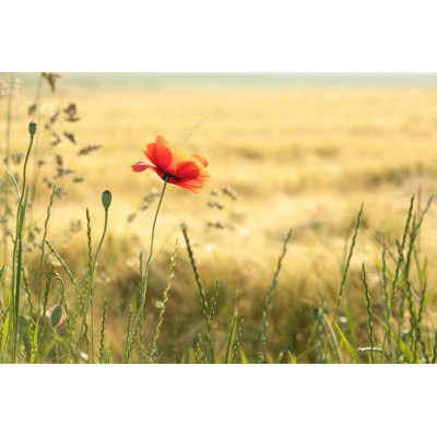 Arenas Poppy - Wrapped Canvas Print