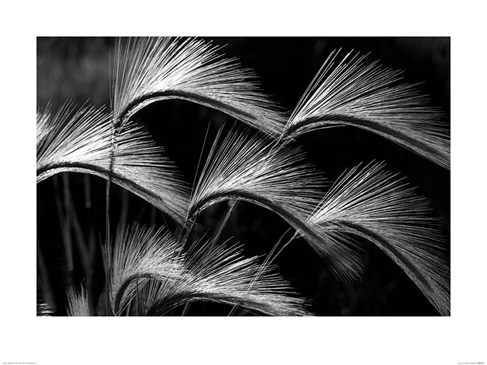 Print on Canvas, Paper