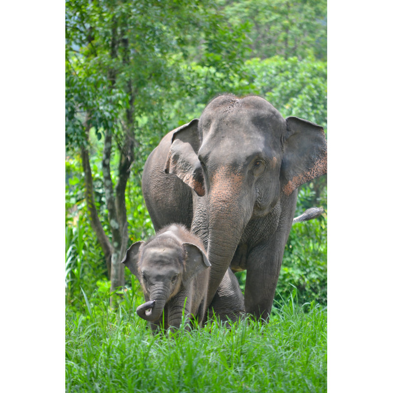 Asia Elephant Mother And Baby In Forest by Punyafamily - Wrapped Canvas Print, 76cm H x 51cm W