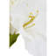Fiori Amaryllis Arrangement