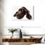 Labrador brun chocolat Brampt-107869033