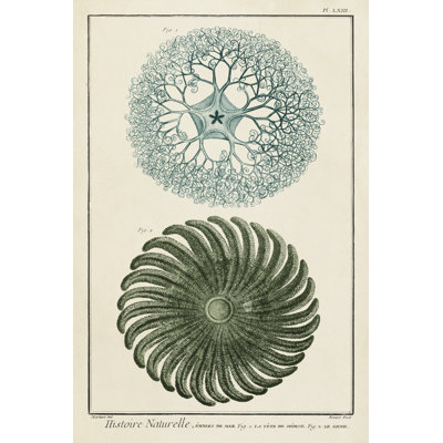 Ocean Oddity I