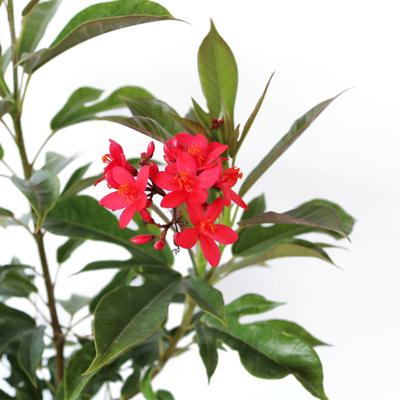 Red Flowering Jatropha Bush in 10-Inch Pot