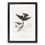 White-Bellied Swallow by John Audubon - Picture Frame Art Prints-55613016-55613015