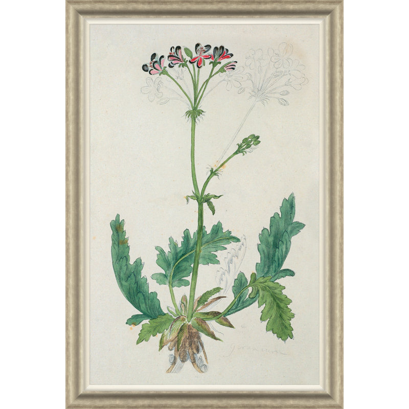 La collection africaine Gordon: Plantes, Robert Jacob Gordon, 1777 à 1786