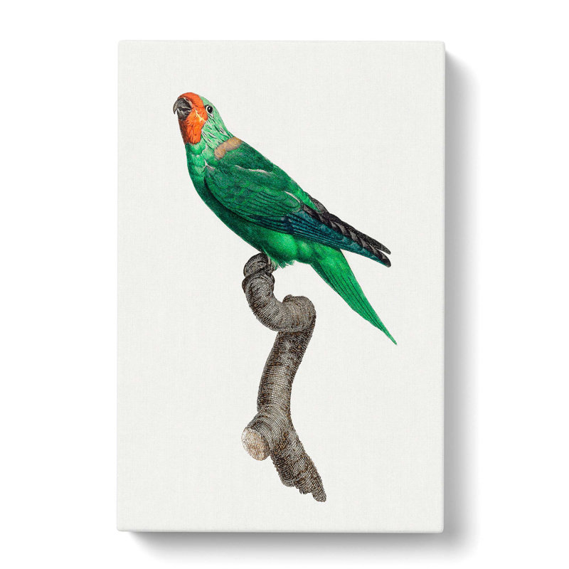 Parrot by F. Levaillant - Wrapped Canvas, 60cm H x 40cm W x 3cm D